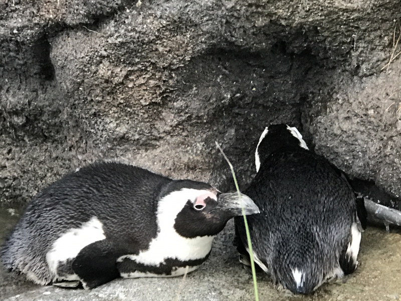 SHUHEI(ｼｭｳﾍｲ) 先日