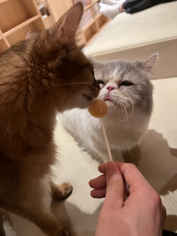 YUU (ﾕｳ) 猫カフェ