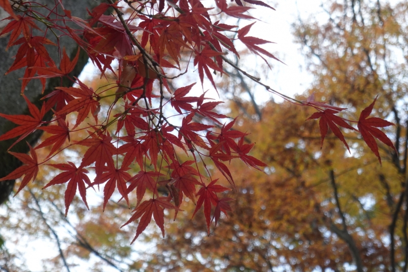 MASH(マッシュ) 代々木公園の紅葉を撮ってきた📷