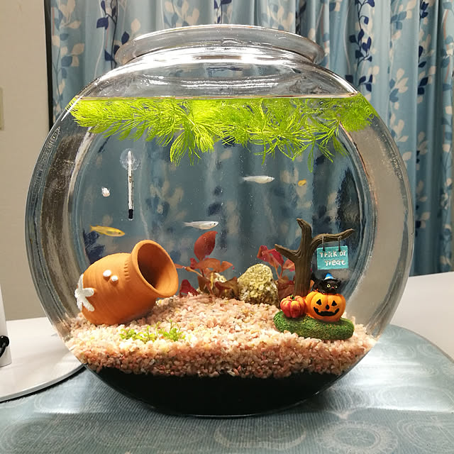 GRAN(グラン) コケコッコー
