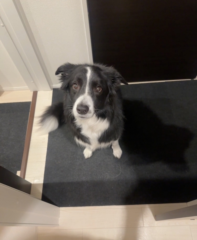 ATSUMU（ｱﾂﾑ） トイレ前で張り込む犬