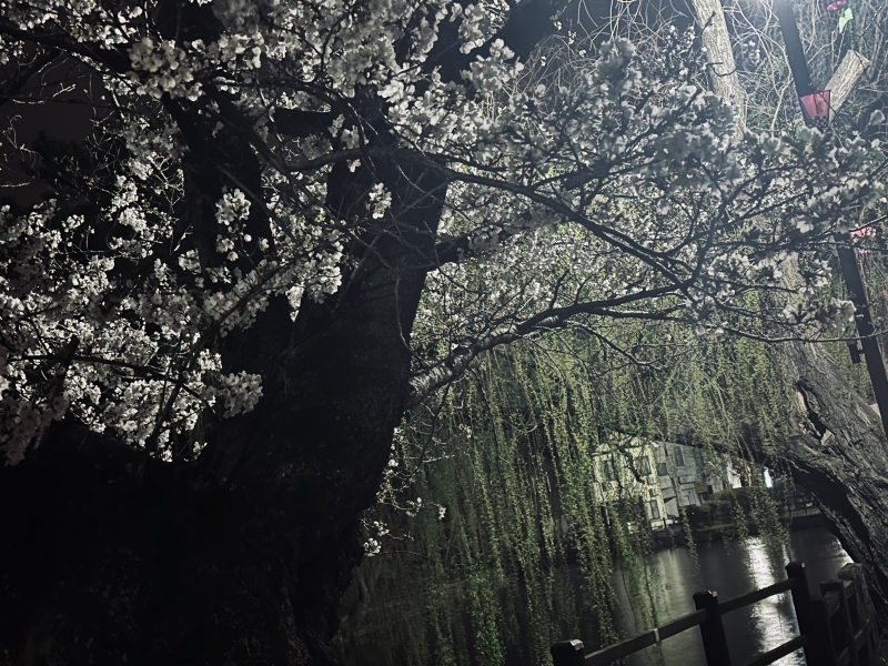 RURITO(ルリト) 桜の季節