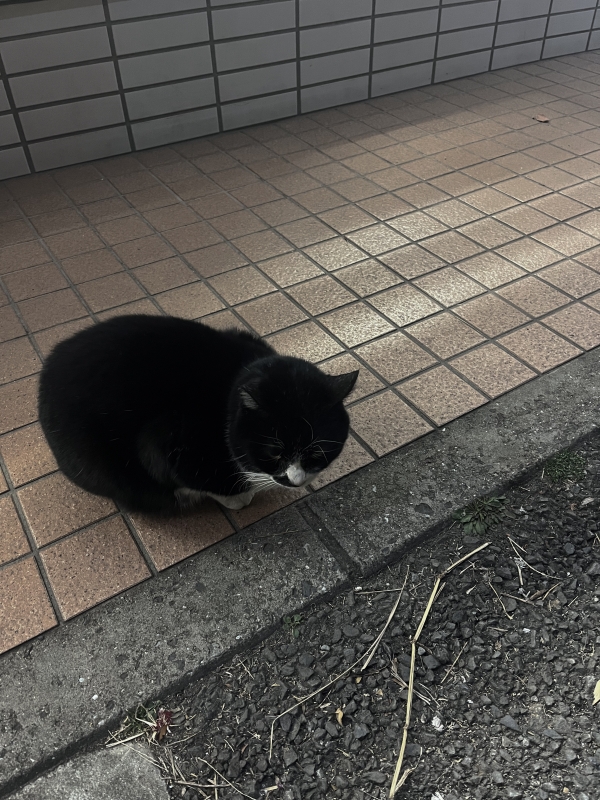 MASH(ﾏｯｼｭ) 深夜のコンビニに猫がいた