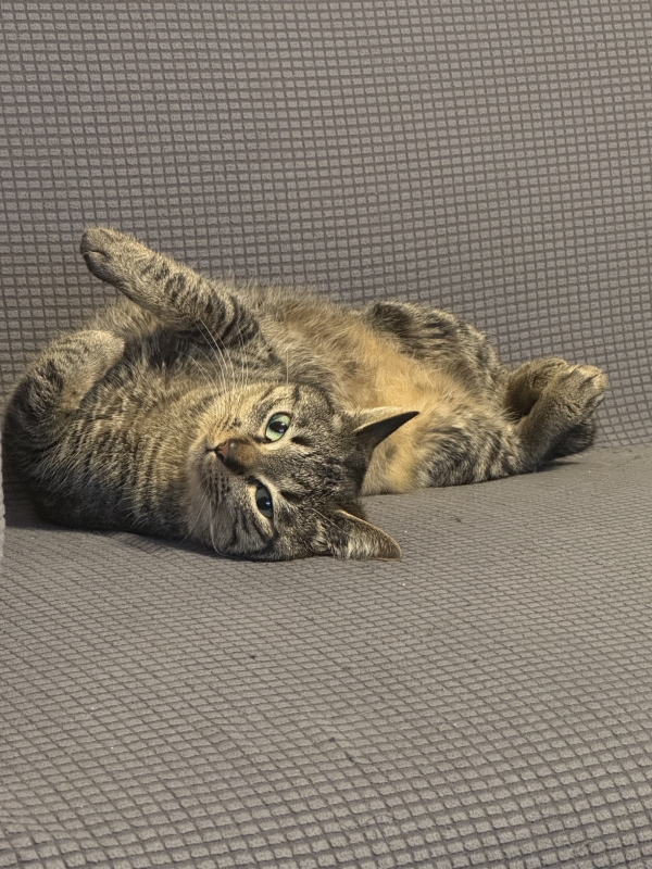 HYO(ﾋｮｳ) ゴロン🐱