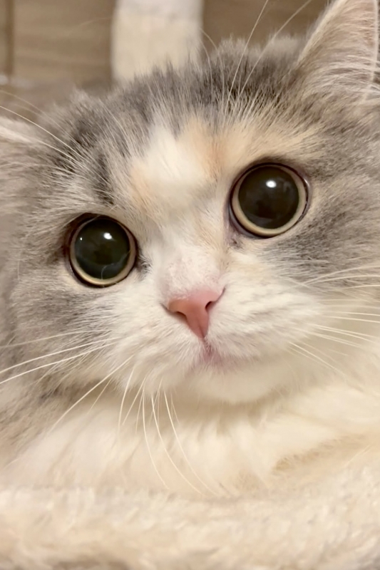 KENTO (ｹﾝﾄ) ❣️