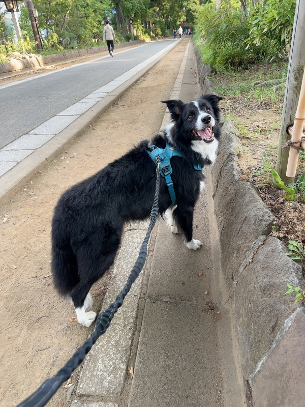 ATSUMU(アツム) 早めの朝んぽ