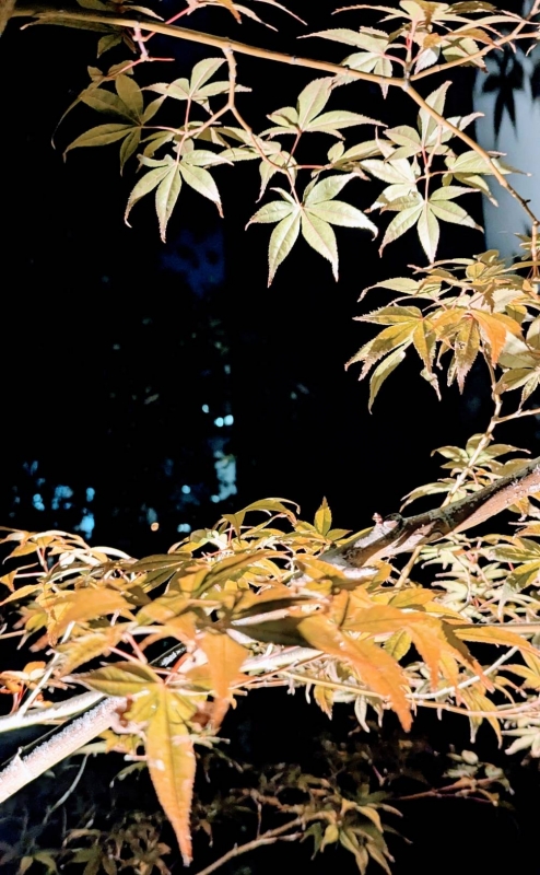 UTO(ウト) 薄紅葉が染まる頃に、、。