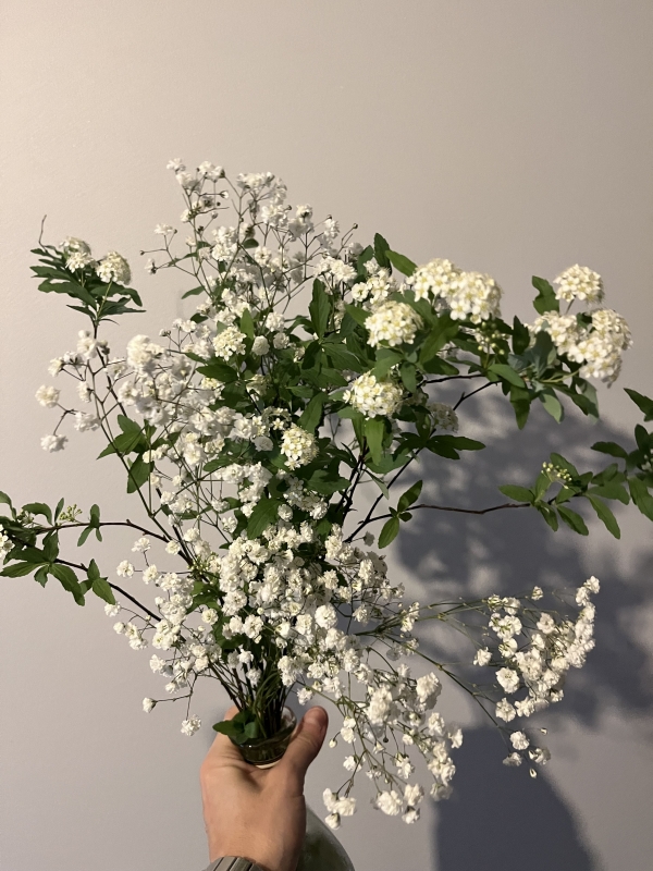 SHINNOSUKE(ｼﾝﾉｽｹ) 綺麗だ