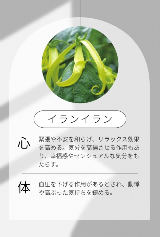 MIKURI(ﾐｸﾘ) イランイランちゃんについて