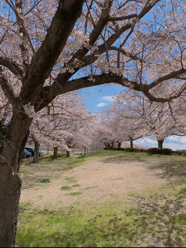 TAKAYA（ﾀｶﾔ） 桜の花を目にしたら、、、