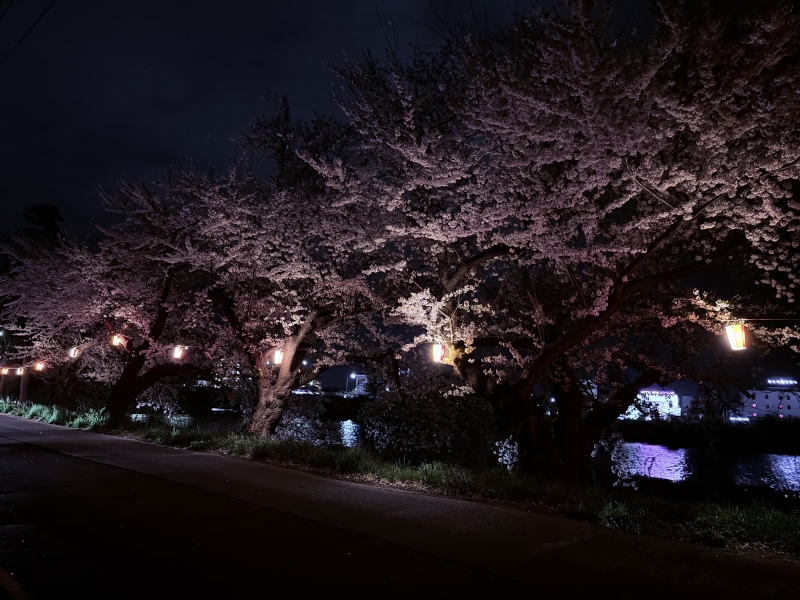 RYOICHIRO(ﾘｮｳｲﾁﾛｳ) 夜桜