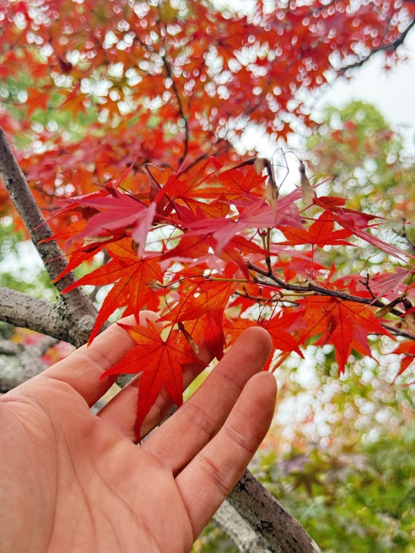 KENJI(ｹﾝｼﾞ) 🍁紅葉の下で、君と重ねたぬくもり