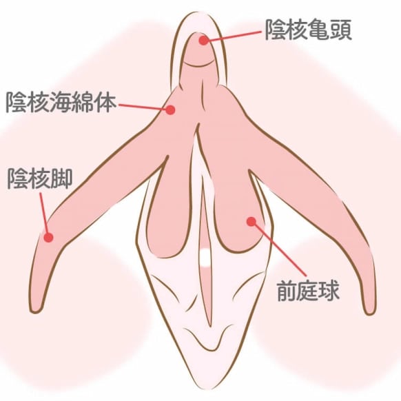 VANSHU(ﾊﾞﾝｼｭｳ) クリトリスの仕組み