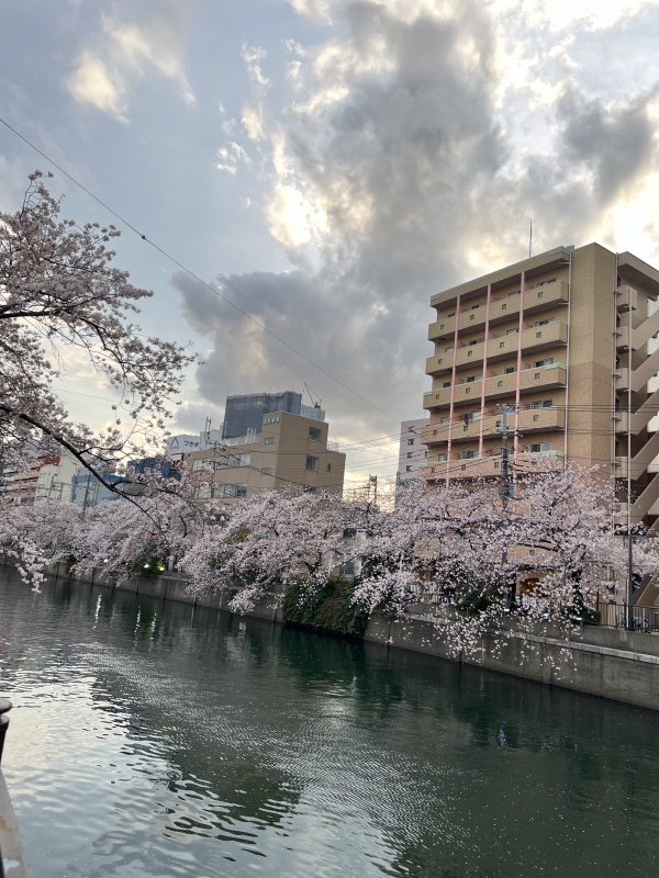 MAIRO（ﾏｲﾛ) ここから春