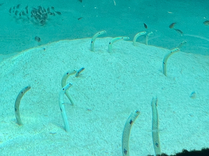 TENMA(ﾃﾝﾏ) チンアナゴ