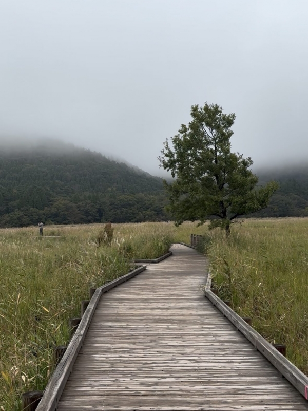 MASH(マッシュ) タデ原湿原 in大分一人旅