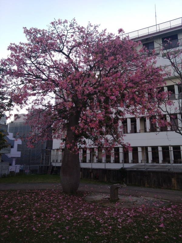 TAKEMICHI(タケミチ) トックリキワタ