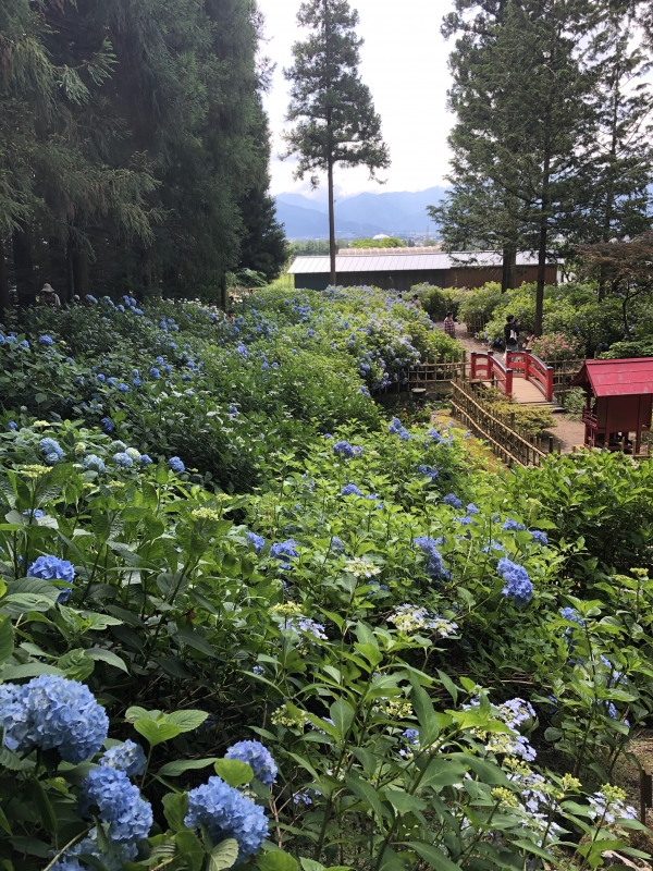 YAK(ﾔｸ) 紫陽花3