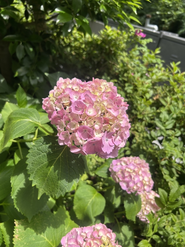 KONOSUKE(コウノスケ) ピンクの紫陽花かわいい