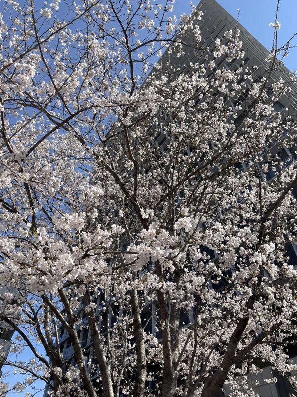 MINORI(ﾐﾉﾘ) 意味合いと解釈の遷移