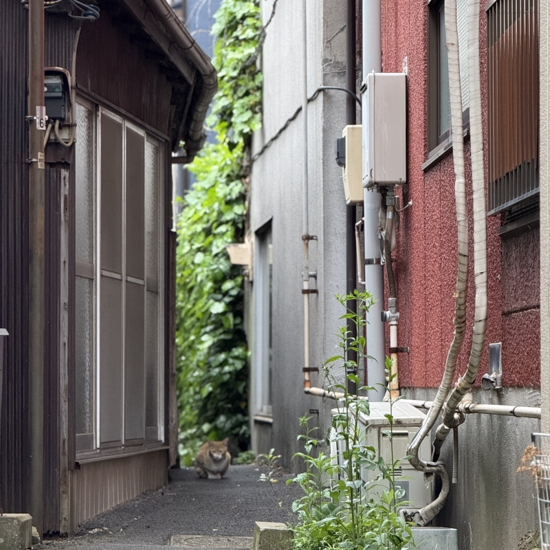MATSURI(マツリ) GW