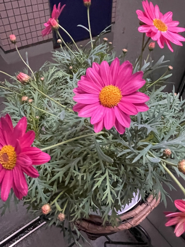 RINKO(ﾘﾝｺ) いつもキレイ