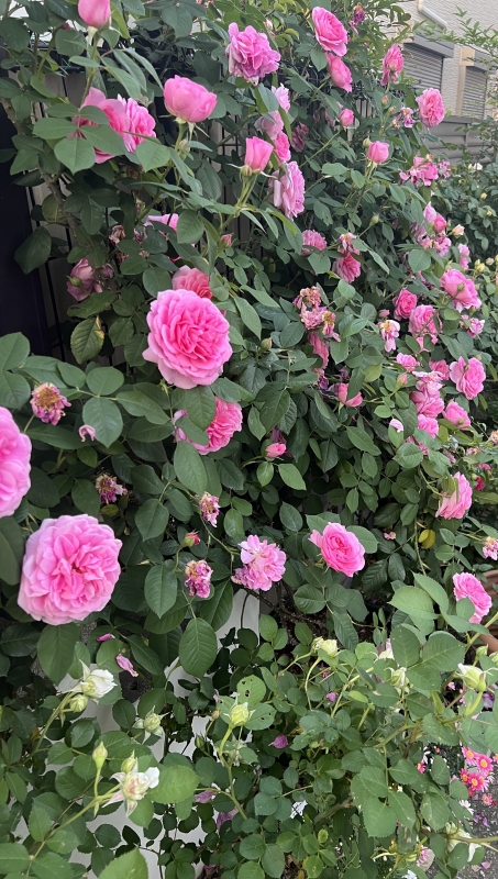 ROSÈ(ロゼ) またっ…?!公式LINE停止のお知らせ