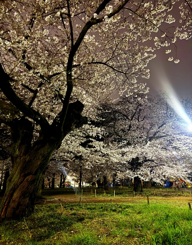 TAKAYA（ﾀｶﾔ） 夜桜