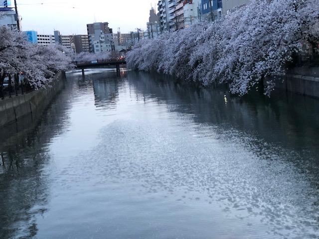 MAIRO（ﾏｲﾛ) 桜