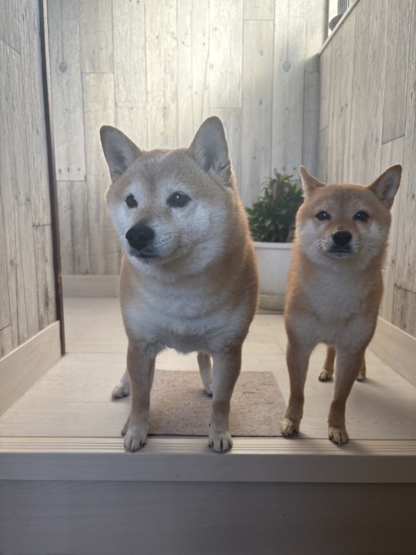 YAMATO(ヤマト) わんころもっちたち。🐕🐕