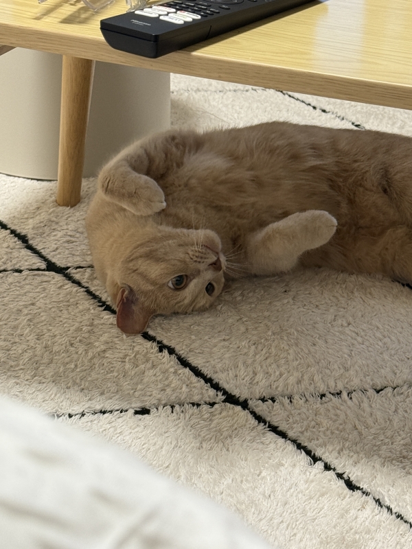 NATSUKI(ﾅﾂｷ) 【最近ツイキャス始めました🍀.】