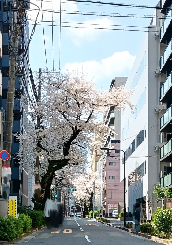 KOYOI(ｺﾖｲ) 映え