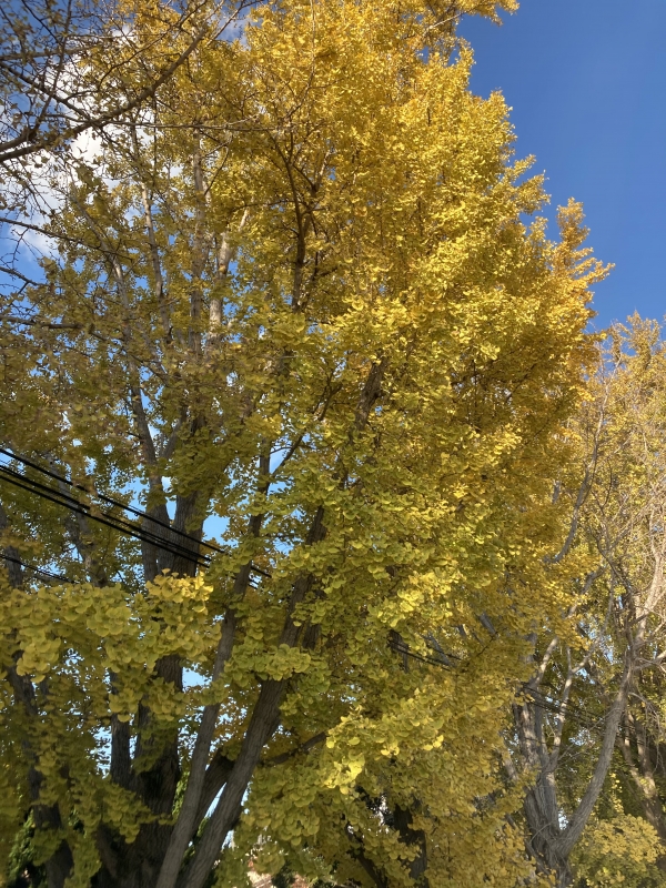 KAZUYA(カズヤ) 11月も あと少し