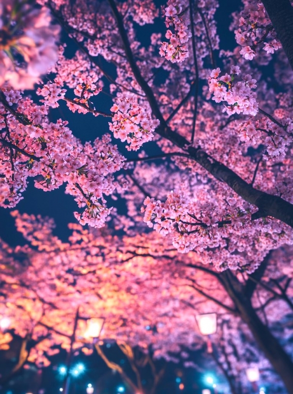 KAREN(ｶﾚﾝ) 桜日和