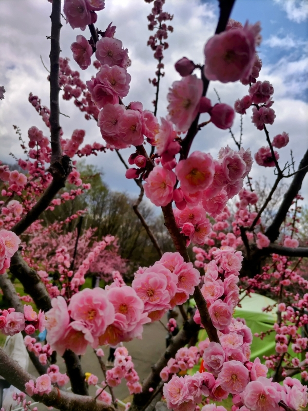 AISA(アイサ) 今年の梅の花🏵️