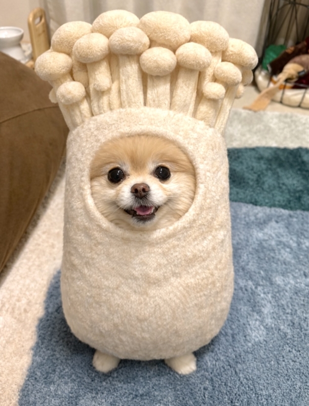 KENTO (ｹﾝﾄ) 🍲