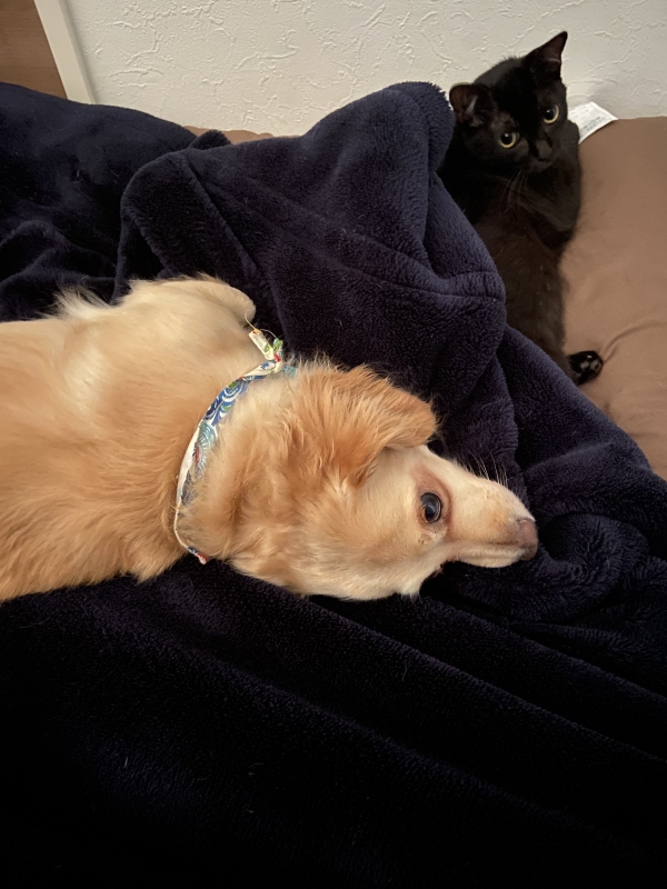 AKIRA (アキラ) 起きたらこれ