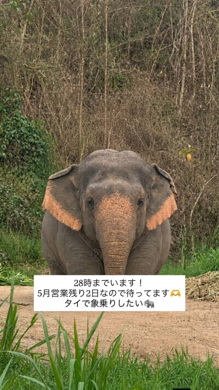 AYUMU(ｱﾕﾑ) 🐘