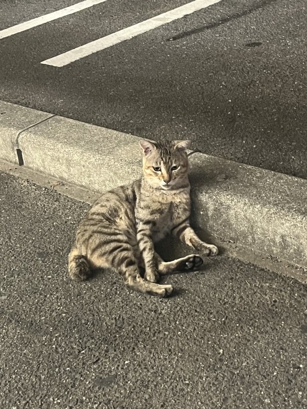 SAITO(サイト) トレ終わりの俺
