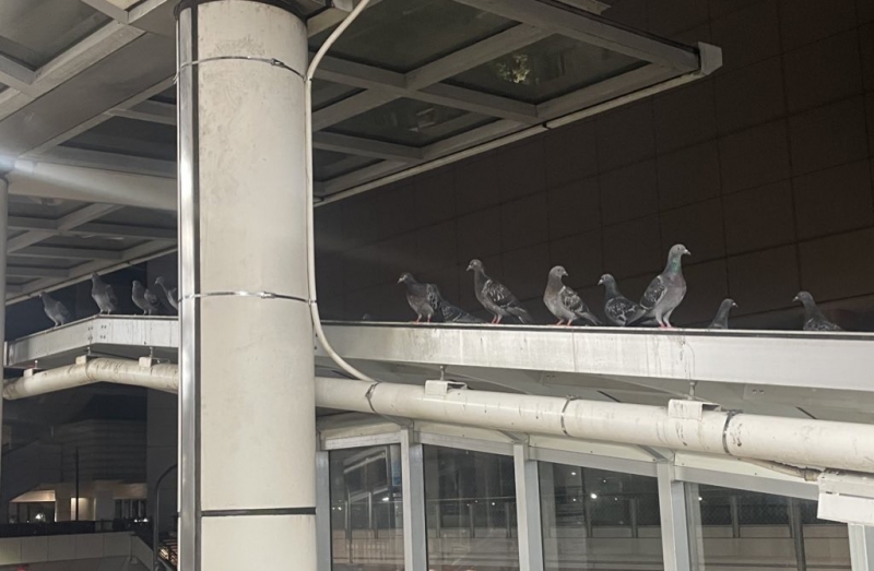 JOE(ｼﾞｮｰ) ハトの習性