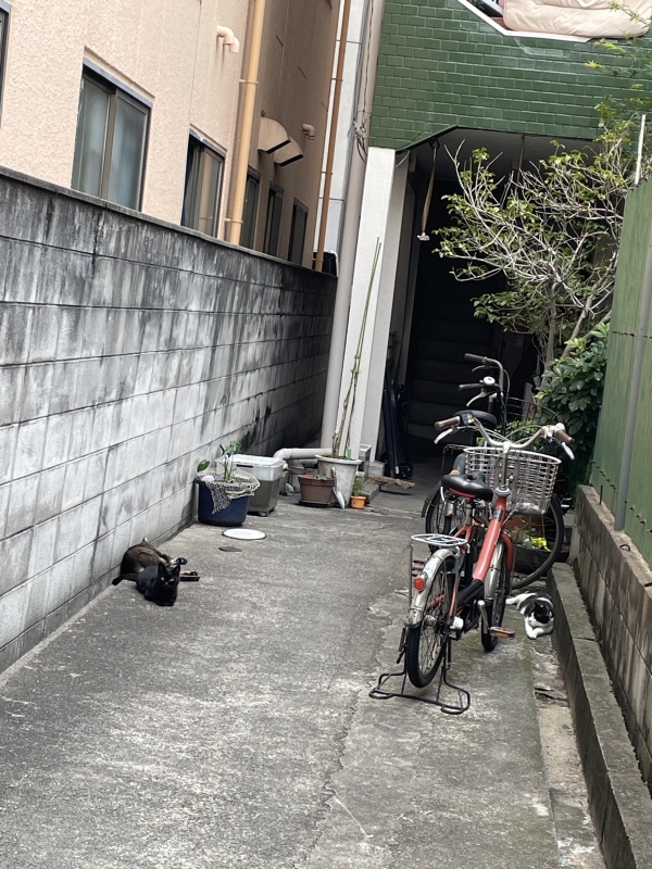 RUI(ﾙｲ) 天気のせい