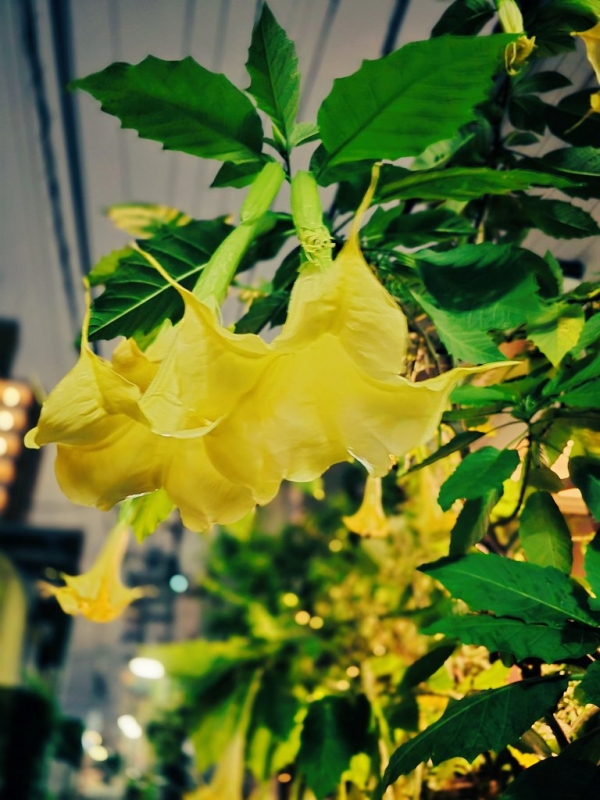 TOBARI(トバリ) 筋キャス見てくれた?