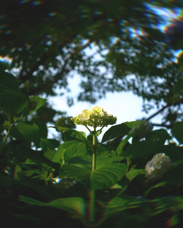 MUGI(ムギ) 紫陽花