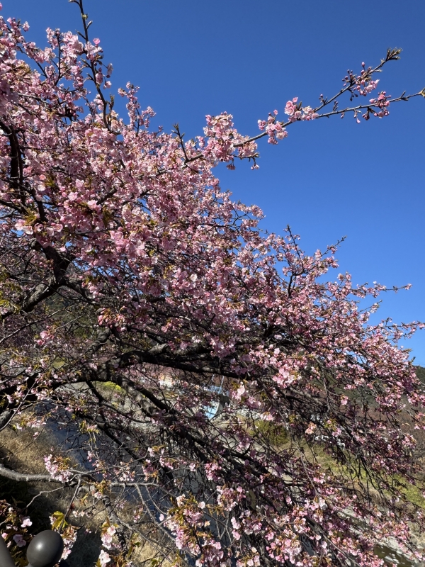 TAEHYUNG(ﾃﾋｮﾝ) 桜