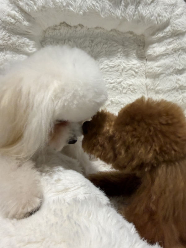 NANO(ﾅﾉ) トリミング