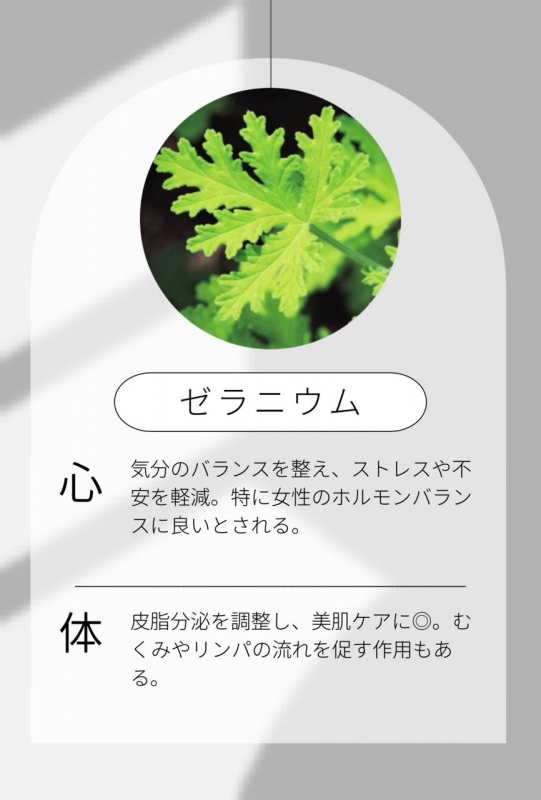 MIKURI(ミクリ) ゼラニウムさんについて