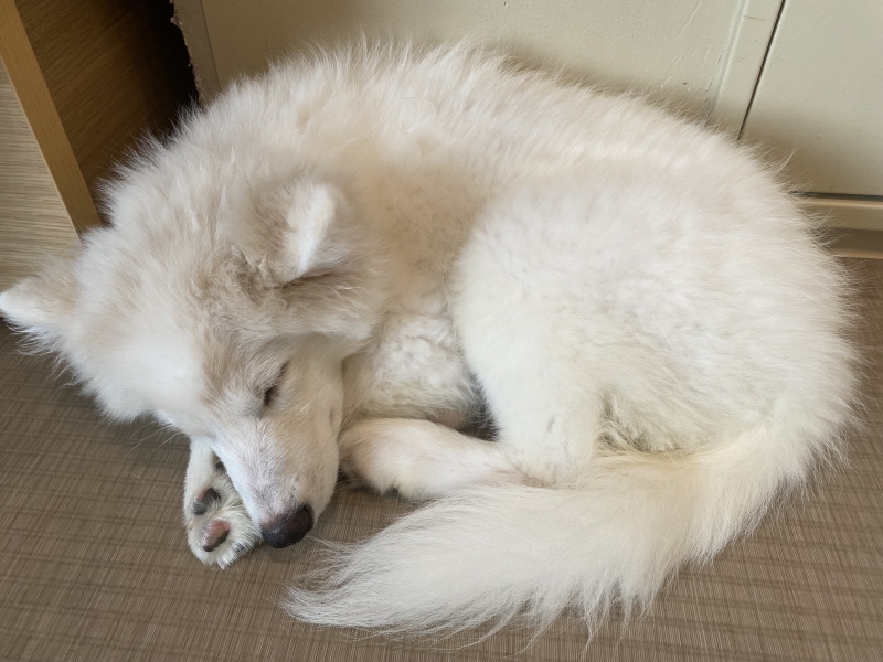 KEI(ケイ) 犬派猫派