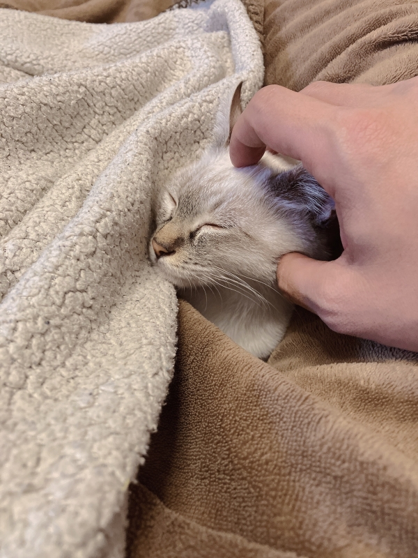 KEISUKE(ｹｲｽｹ) お猫様🐱