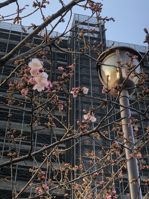 SHINNOSUKE(ｼﾝﾉｽｹ) 桜咲く3月11日