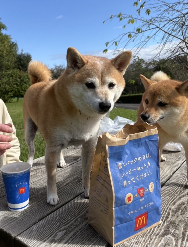 YAMATO(ヤマト) 犬の日🐶